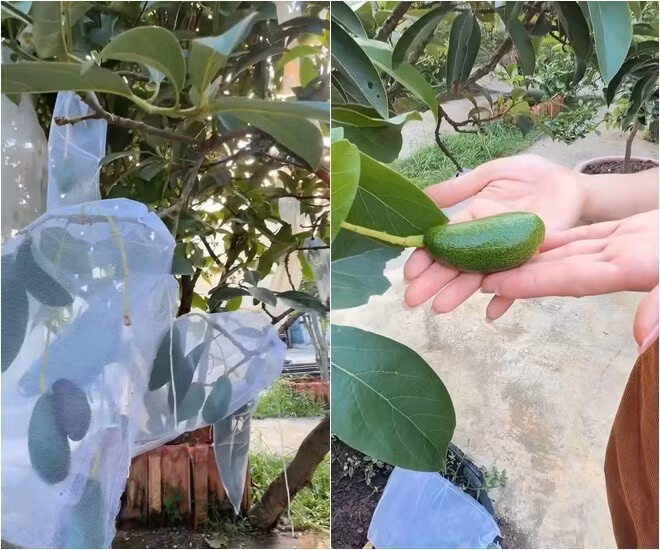 Những trái bơ non được bọc cẩn thận. Ảnh chụp màn hình