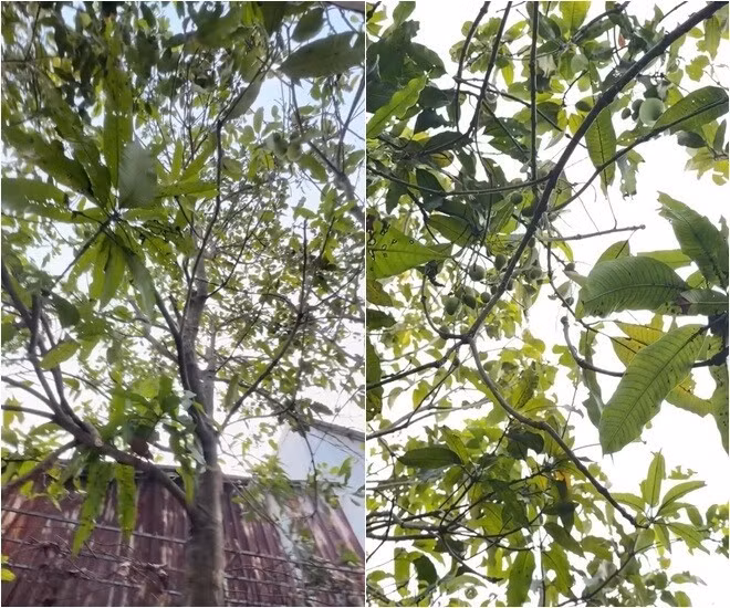 Đặc biệt, có cây xoài nhiều trái hơn lá. Ảnh chụp màn hình