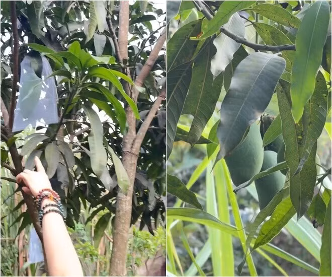 Nữ ca sĩ trồng nhiều giống xoài khác nhau. Cây nào cũng sai trĩu quả. Ảnh chụp màn hình