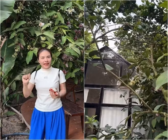 Khách nghỉ tại lều chỉ cần mở cửa là có thể chạm tay hái những chùm mận chín mọng. Ảnh chụp màn hình