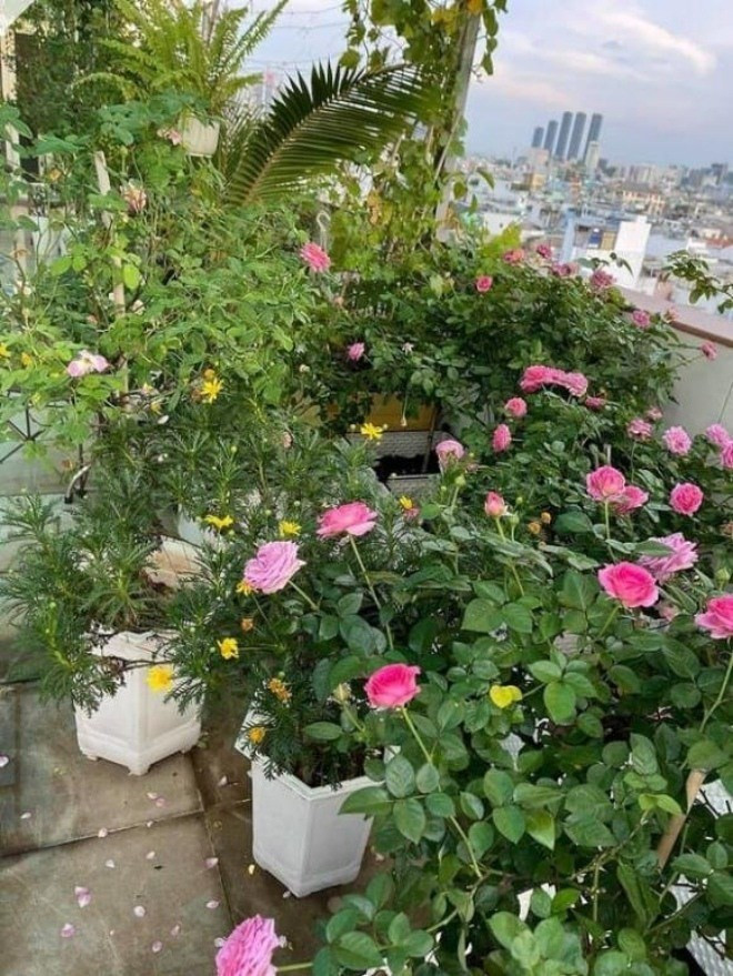 Biết vợ thích hoa hồng, Phan Hiển đầu tư 100 triệu để cải tạo giống và chăm sóc loại hoa này. Ảnh: FBNV