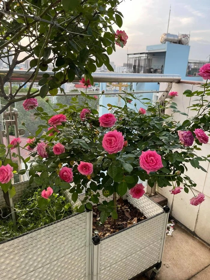 Điểm nhấn đặc biệt trong nhà là vườn hồng trên sân thượng do chính Phan Hiển chăm sóc. Ảnh: FBNV