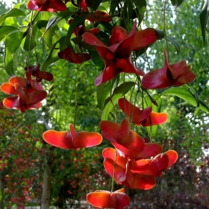 Trong phong thủy, cây thoi tơ được xem là biểu tượng của sự may mắn liên tục và tài lộc bền vững. Người Trung Quốc tin rằng việc trồng cây trước cửa giúp thu hút vượng khí, giữ lại nguồn năng lượng tích cực và hạn chế hao tài tán lộc. Ảnh: imseeds