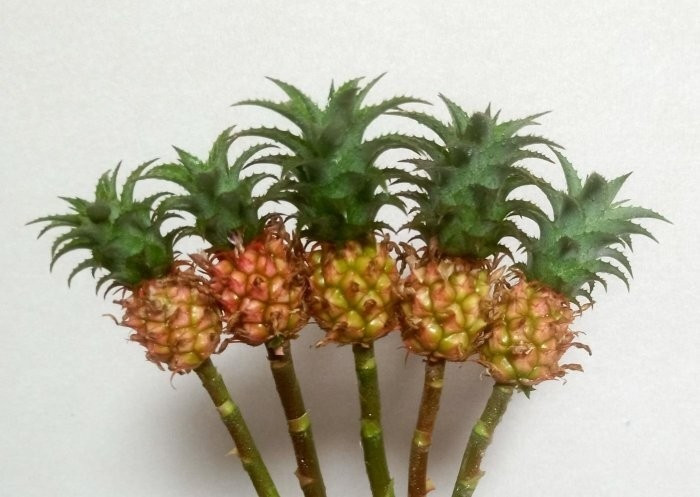 Loại dứa này có kích thước nhỏ, hình dáng xinh xắn và màu sắc bắt mắt. Ảnh: Yahoo