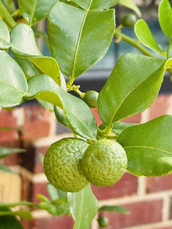 Cây chanh đã cho quả, lớp vỏ sần sùi. Ảnh: FBNV