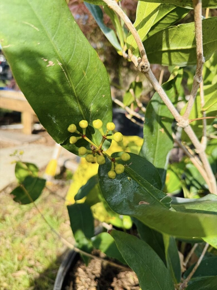 Mận trồng chậu bắt đầu trổ bông. Ảnh: FBNV