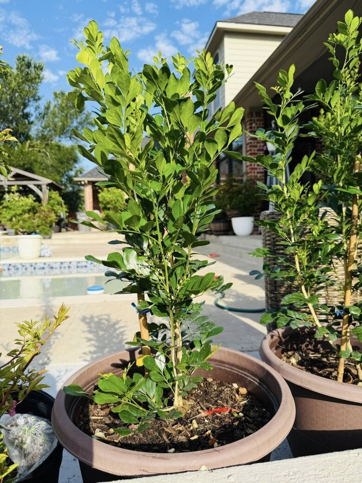 Nguyệt quế trồng chậu, thân thẳng và tán lá dày. Ảnh: FBNV