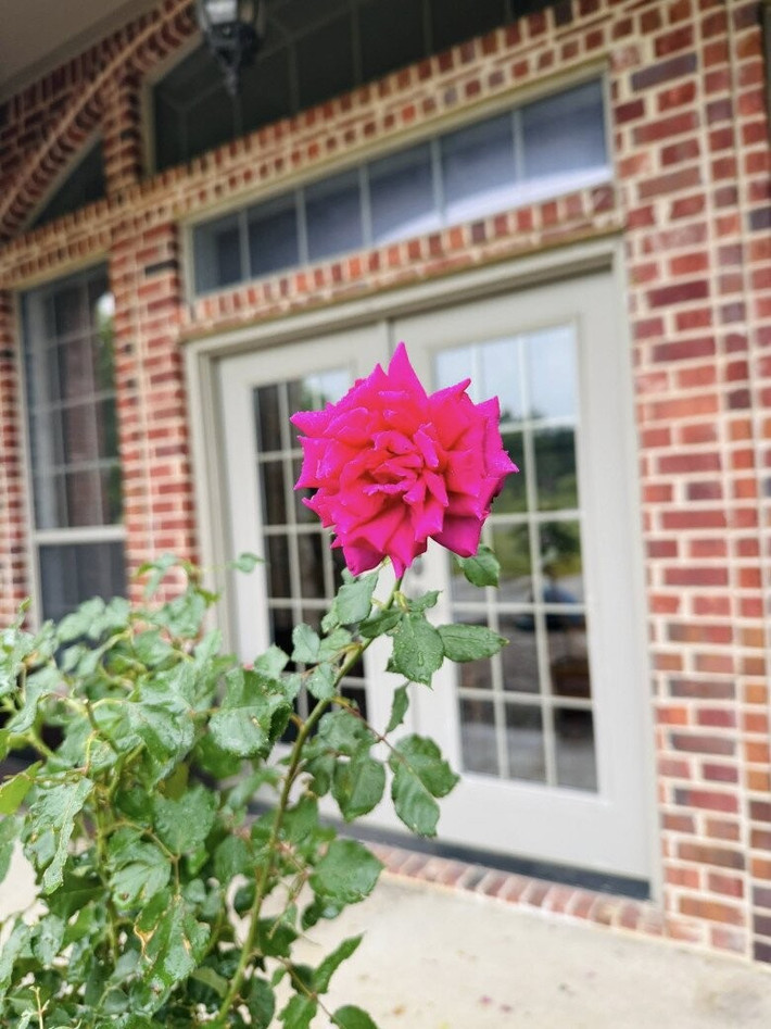 Để hồng cho hoa đều và khỏe mạnh, cần chú trọng bón phân định kỳ và tỉa cành khô. Ảnh: FBNV