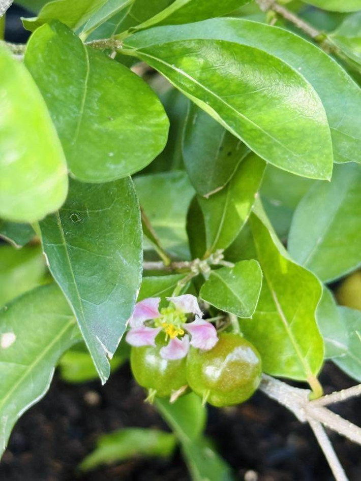 Cây sơ ri nhỏ xinh cũng trổ hoa, kết trái. Ảnh: FBNV