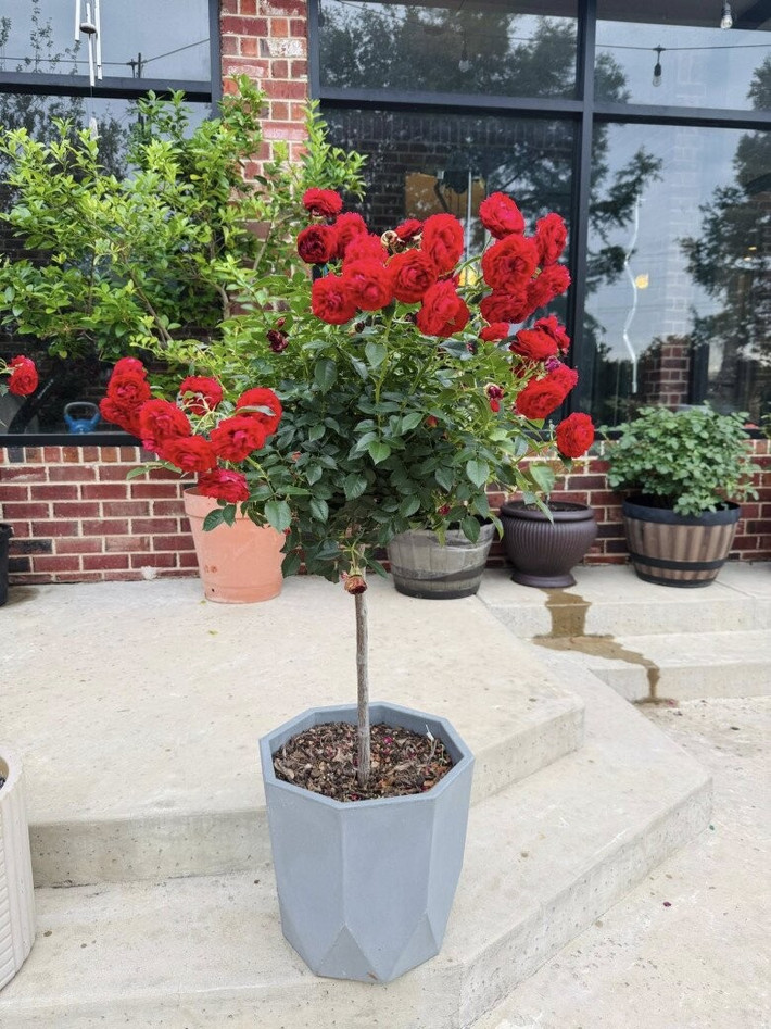 Hồng trồng trong chậu lớn cũng nở hoa rực rỡ. Ảnh: FBNV