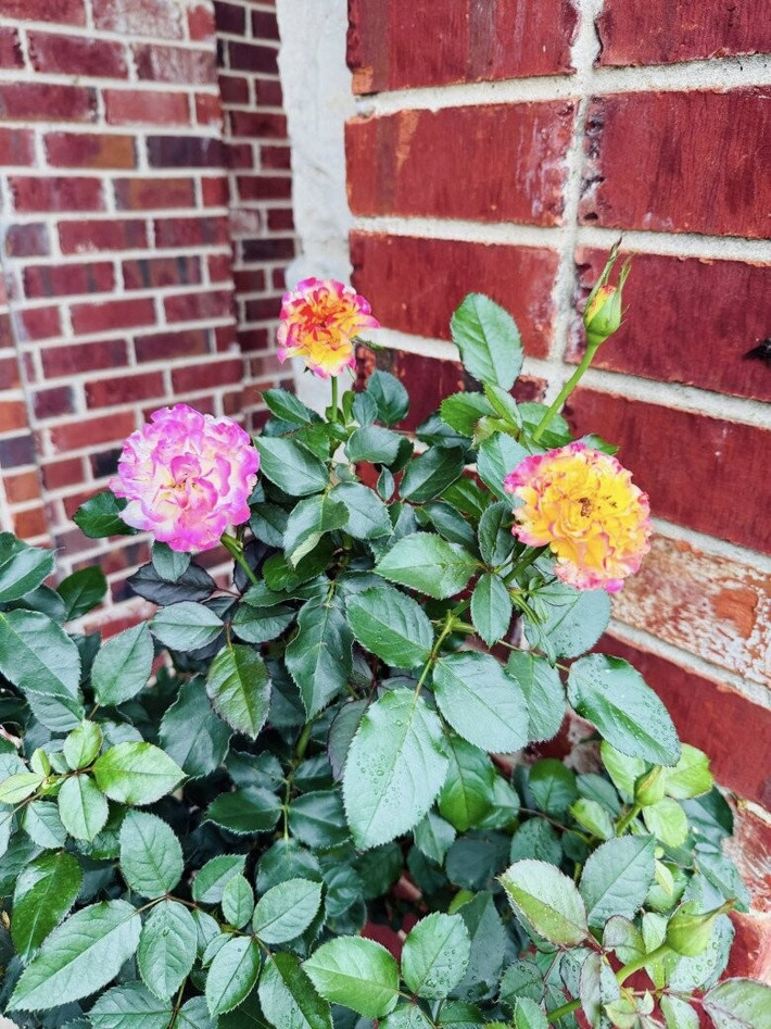 Trong khuôn viên biệt thự, vợ chồng nữ ca sĩ trồng nhiều loại hoa khác nhau cho không gian thêm sống động. Ảnh: FBNV