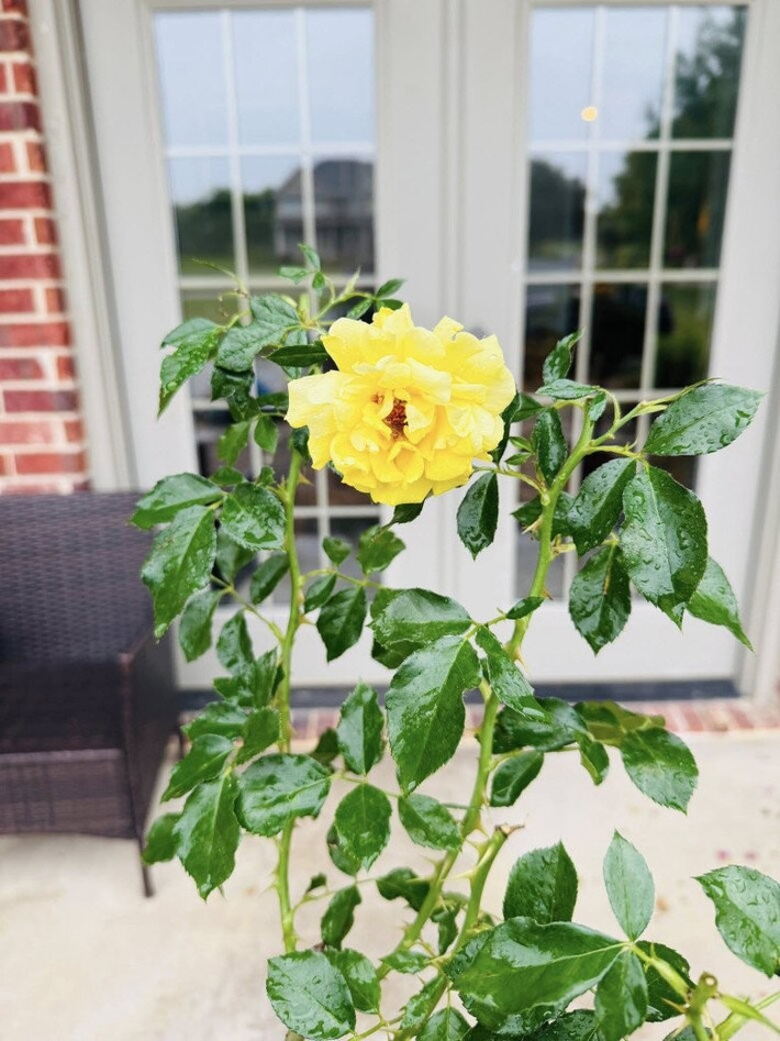 Hoa hồng được chăm sóc kỹ lưỡng, khoe sắc thắm. Ảnh: FBNV