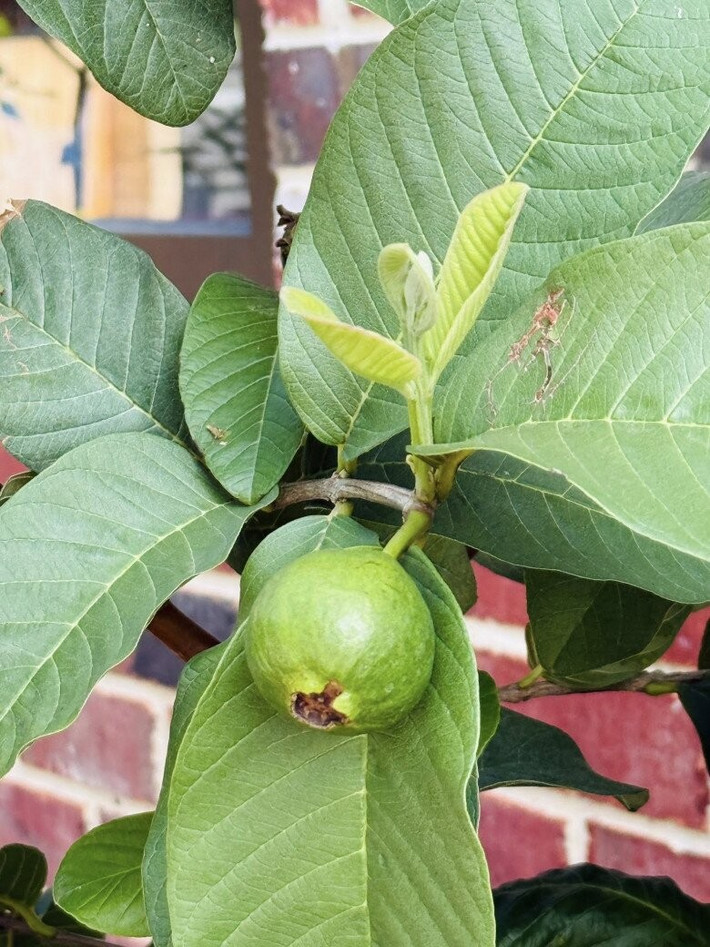 Ổi xanh non tròn trịa bắt đầu lớn. Ảnh: FBNV
