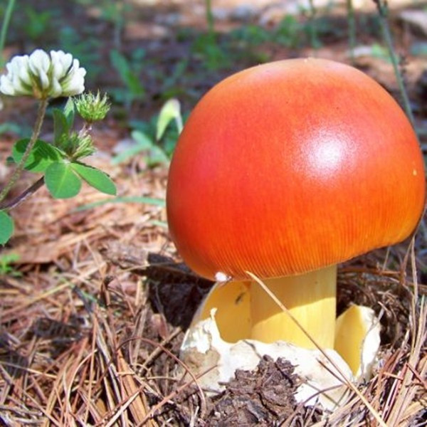 Do phụ thuộc hoàn toàn vào điều kiện tự nhiên nên nấm trứng gà không thể trồng đại trà như nhiều loại nấm khác. Ảnh: Nấm quý Tây Bắc