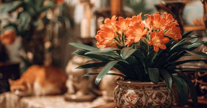 Người xưa quan niệm, lan quân tử là biểu tượng của sự giàu có, trường thọ và may mắn. Ảnh: Dân Việt