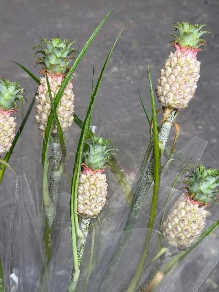 Quả dứa thường chỉ dài khoảng vài centimet, hình dáng cân đối. Ảnh: Tiktok