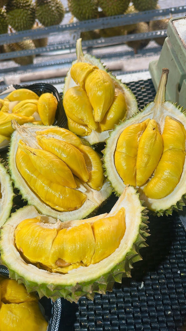Ngoài Blackthorn, Musang King – một giống sầu riêng nổi tiếng khác của Malaysia, cũng được ưa chuộng tại thị trường Việt Nam, giá từ 320.000 - 380.000 đồng/kg. Ảnh: FB Linh Ly