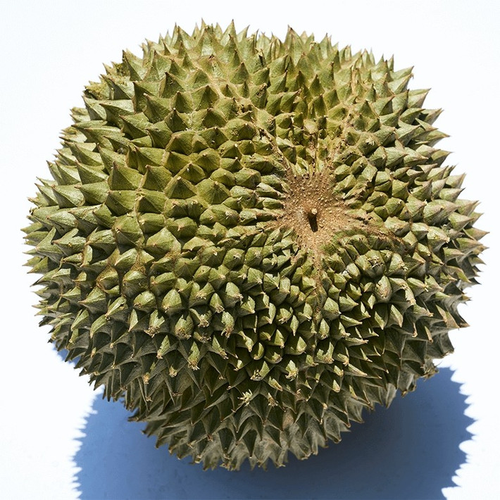 Sầu riêng Blackthorn là giống cây trồng có xuất xứ từ Malaysia, nổi tiếng nhờ hình dáng tròn, gai sẫm màu với một chiếc gai đen đặc trưng ở phần đáy. Ảnh: Mun Meng Fruits