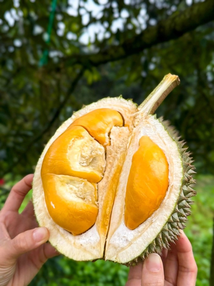 Tại Malaysia, giống sầu riêng này chủ yếu được trồng ở bang Penang – nơi nổi tiếng với nhiều vườn sầu riêng chất lượng. Ảnh: Tree Have Gold