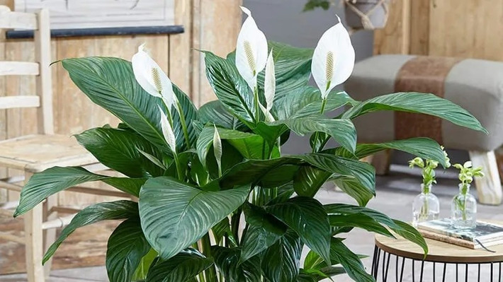 Không chỉ mang ý nghĩa phong thủy tích cực, lan ý còn nổi bật với khả năng lọc không khí và hút ẩm tốt. Cây thích hợp đặt trong phòng khách, phòng ngủ hoặc những không gian có ánh sáng nhẹ. Ảnh: Space T