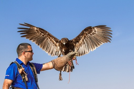Giá trị của chim ưng phụ thuộc vào nhiều yếu tố như giống loài, tốc độ bay, khả năng săn mồi hay nguồn gốc lai tạo. Ảnh: iStock