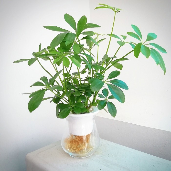 Đây cũng là loại cây dễ chăm sóc, thích hợp với môi trường bán râm, có thể đặt ở phòng khách hoặc ban công để tạo điểm nhấn xanh mát. Ảnh: MOW Garden