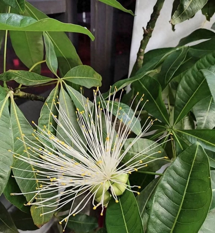 Hoa kim ngân có hai màu trắng và vàng, tượng trưng cho sự luân chuyển của may mắn. Ảnh: Internet