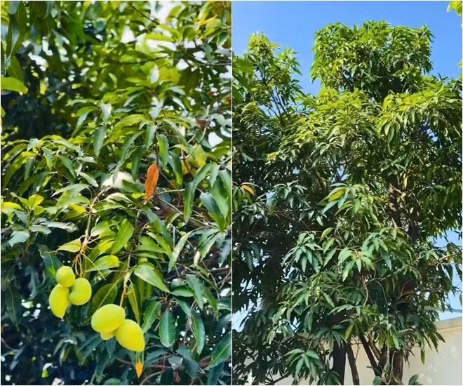 Xoài Thanh Ca - loại xoài gắn với tuổi thơ của Việt Trinh, chiếm số lượng lớn nhất trong vườn. Ảnh chụp màn hình