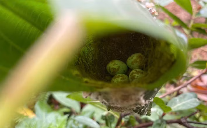 Một góc khác trong vườn xuất hiện tổ chim với những quả trứng có đốm nâu lạ mắt nằm sâu trong kẽ lá. Một tổ chim khác trên cây. Ảnh: FBNV