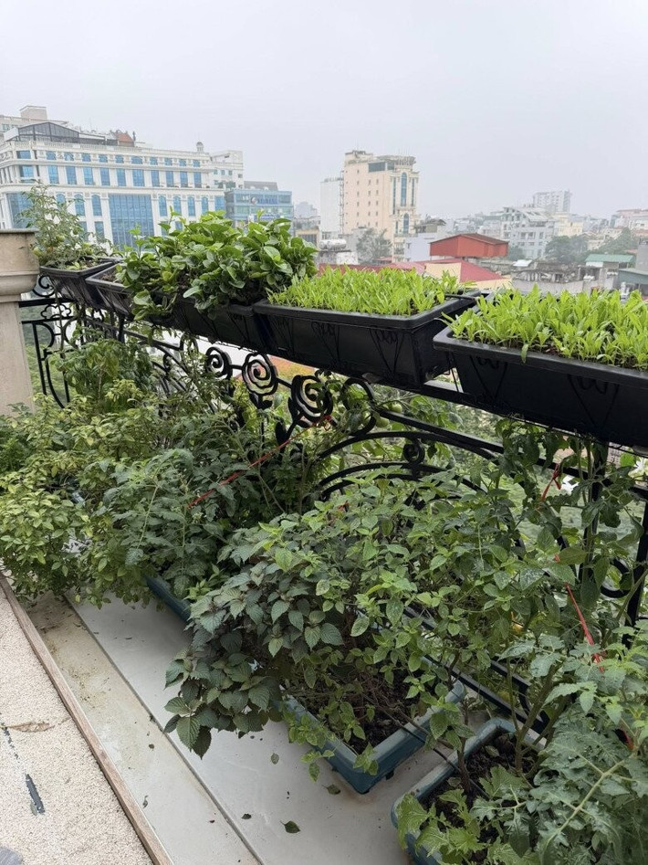 Nàng hậu còn trồng rau sạch, rau thơm, rau cải, húng quế, tía tô...Ảnh: FBNV