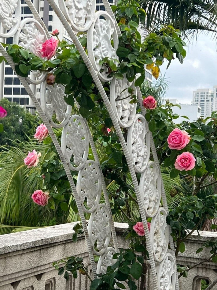 Nhiều lần, Hoa hậu Giáng My khoe hoa hồng trên ban công. Ảnh: FBNV