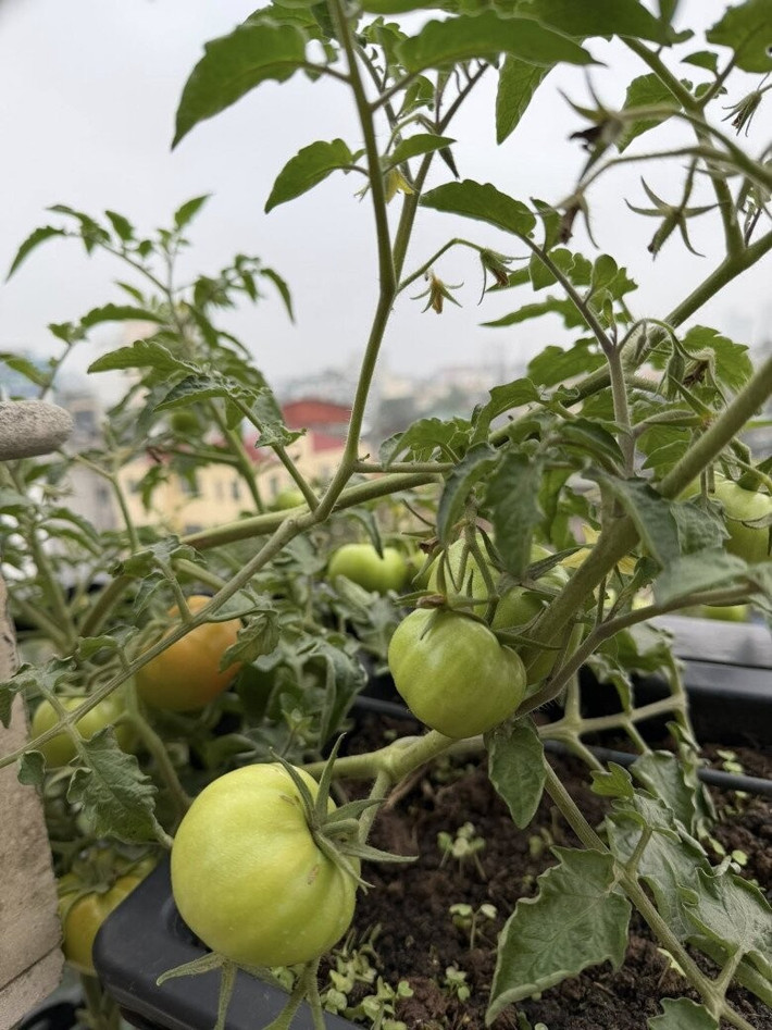 Giàn cà chua trĩu trịt, xanh mướt với những trái non bắt đầu lớn. Ảnh: FBNV