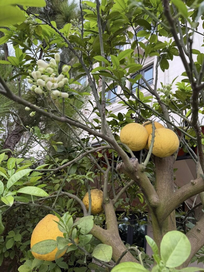 Những trái bưởi chín mọng xen lẫn những chùm bưởi tỏa hương thơm ngát. Ảnh: FBNV