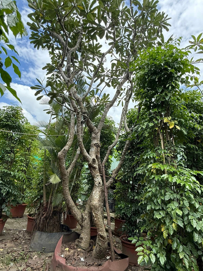 Nhà thiết kế nổi tiếng như đưa cả rừng cây vào biệt thự 2.000m². Ảnh: FBNV