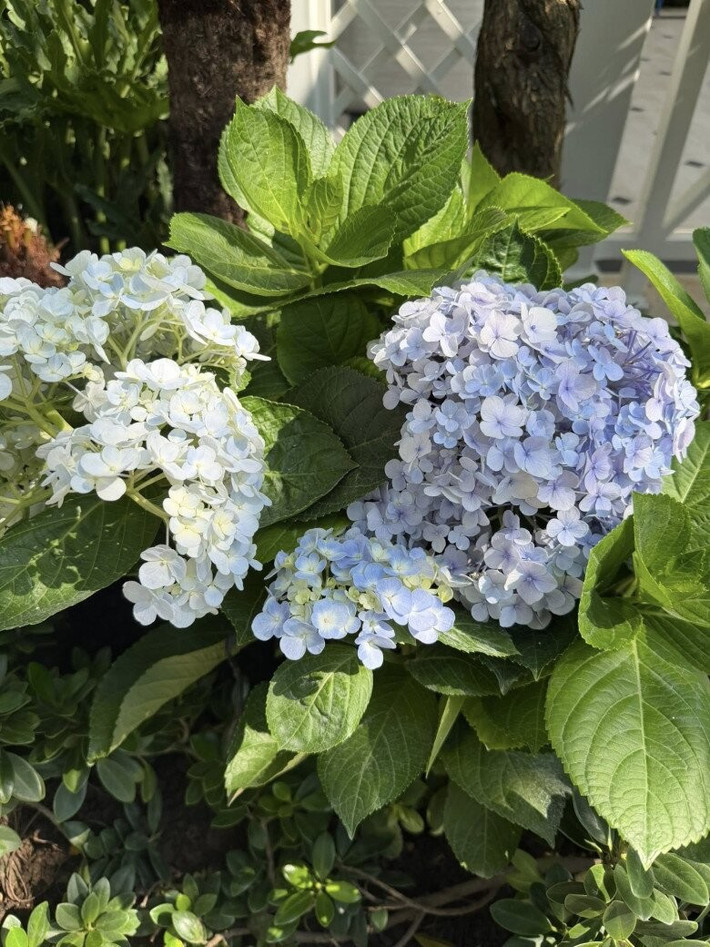 Các luống hoa tạo mảng màu cho khu vườn thêm sinh động. Ảnh: FBNV