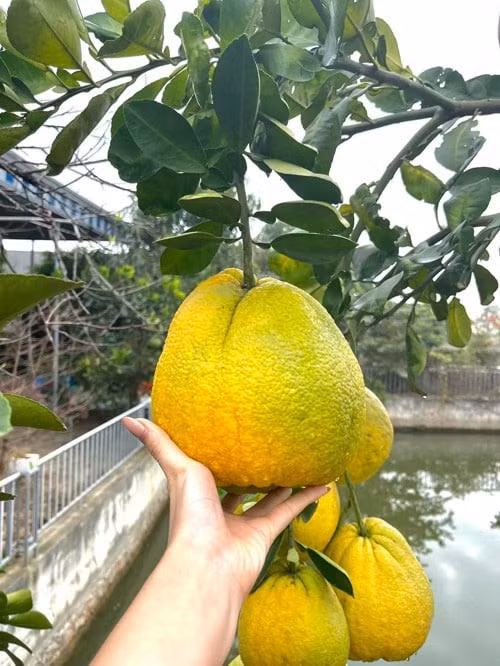 Ngoài rau, bố mẹ nàng hậu còn trồng nhiều cây ăn quả. Cạnh ao là cây bưởi sai trĩu quả. Ảnh: FBNV