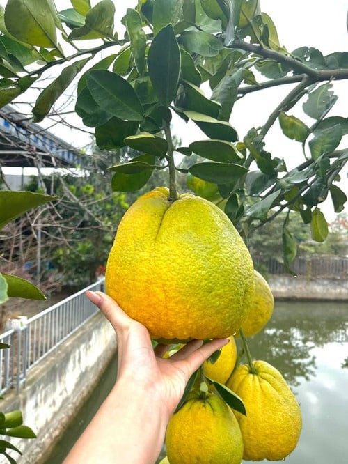 Ngoài rau, bố mẹ nàng hậu còn trồng nhiều cây ăn quả. Cạnh ao là cây bưởi sai trĩu quả. Ảnh: FBNV