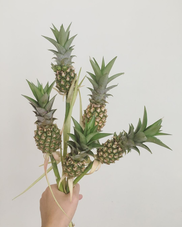 Trên thị trường, dứa cảnh mini thường được bán theo bó 5 cành, giá từ 400.000 – 550.000 đồng, tùy kích thước và nguồn hàng. Ảnh: Facebook