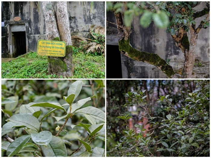 Phía sau của dinh thự vẫn còn 2 cây mộc hương do ông Hoàng Yến Tchao trồng. Ảnh: Dân Việt