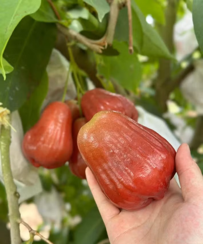 Mận MST thường có màu hồng khi còn non và chuyển sang đỏ đậm khi chín. Ảnh: FB Thanh Vân