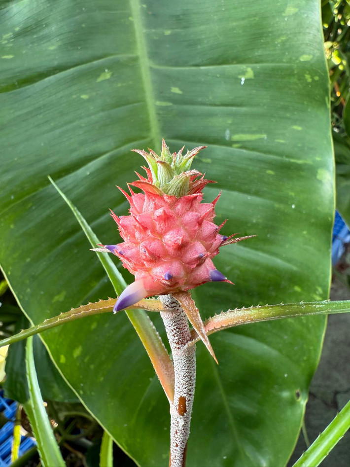 Dù đắt nhưng loại dứa này thường phải đặt trước vài ngày do nguồn cung không nhiều. Ảnh: Facebook