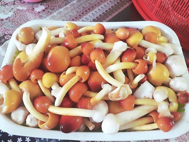 Tuy nhiên, nấm trứng gà chỉ xuất hiện vào một khoảng thời gian ngắn trong năm, thường vào mùa mưa khoảng tháng 6–7. Ảnh: Internet