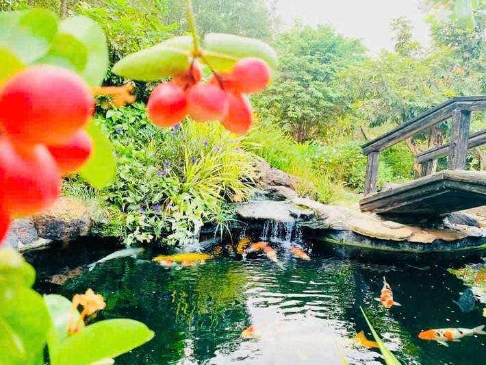 Hồ cá koi trong khuôn viên tiêu tốn khoảng 5 tỷ đồng với cá nhập từ Nhật Bản. Ảnh: FB Hoàng Minh Bùi