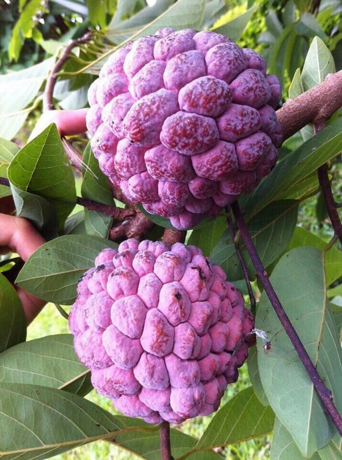 Quả na tím có kích thước nhỏ hơn so với na dai, thuộc dòng na bở, ăn rất thơm và ngọt. Ảnh: Facebook