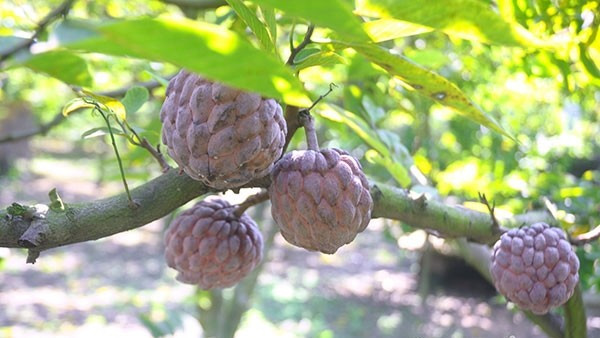 Từ tháng 7 đến tháng 9 hàng năm là thời điểm na tím vào mùa. Ảnh: Dân Việt