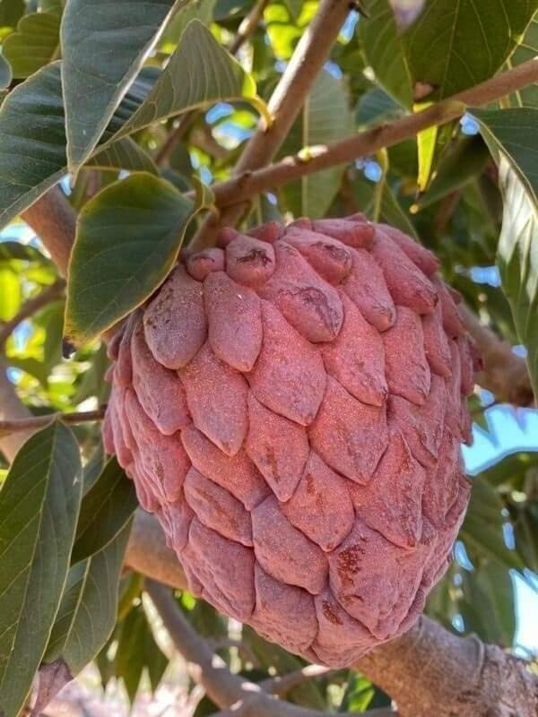 Trên thị trường, nhiều địa chỉ rao bán cây giống na tím khoảng 100.000 đồng/cây. Ảnh: Facebook