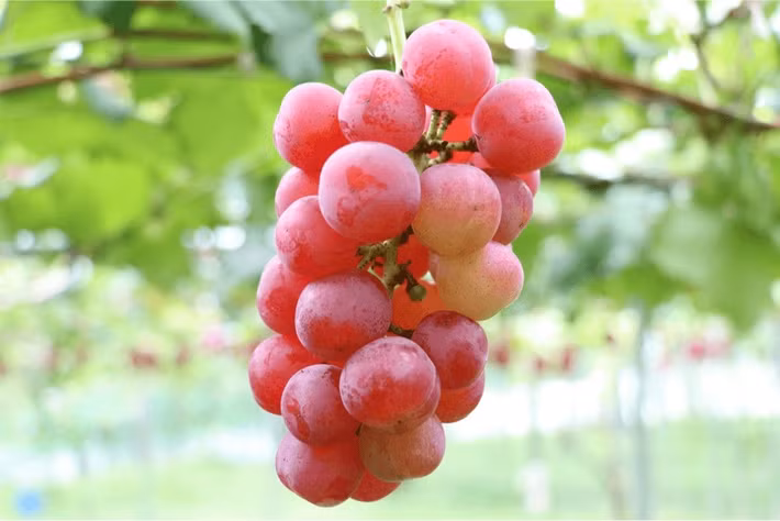 Loại nho này bắt đầu được trồng vào mùa xuân năm 1995. Những cây non phát triển mạnh vào khoảng năm 1997, với chỉ 4 trong số 400 cây ra quả. Ảnh: Sakuraco