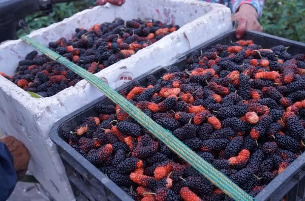 Sau khi thu hoạch, dâu tằm được bảo quản trong thùng để tránh bị dập. Ảnh: Thảo Ninh/Suckhoedoisong