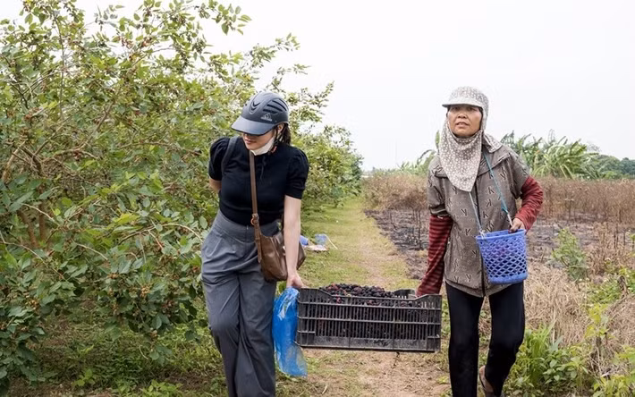 Từ 6h sáng, người dân xã Hát Môn mang theo rổ, chậu ra đồng để kịp hái những lứa dâu chín sớm. Ảnh: QĐND