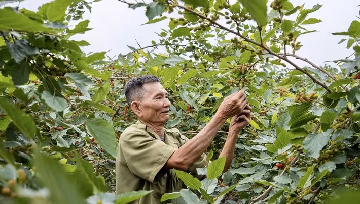 Do ảnh hưởng từ những đợt sương muối kéo dài hồi đầu năm, nhiều diện tích dâu tằm bị táp lá, chùn ngọn. Ảnh: QĐND